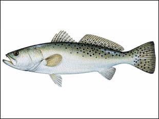 sea trout sea trout