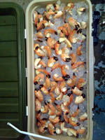 Cape Coral Stone Crab Claws